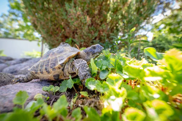 Russian tortoise exploring