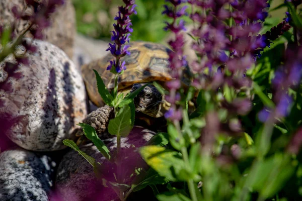 Russian tortoise peeking between flowers
