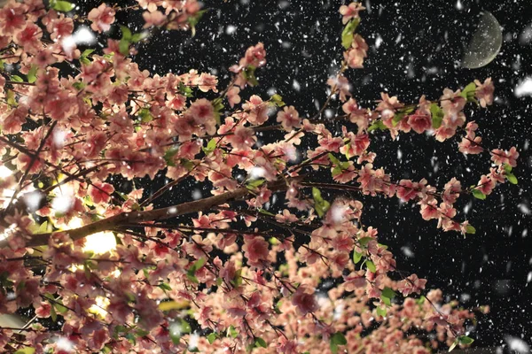 Attrappen Eines Sakura Astes Einer Nacht Schneefall Sind Für Die — Stockfoto