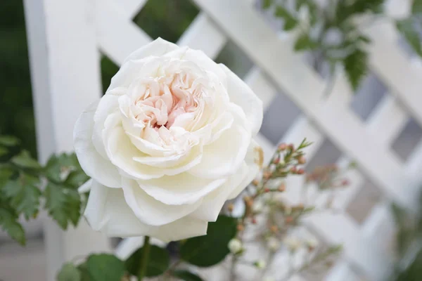 Белая роза и белая решетка — стоковое фото