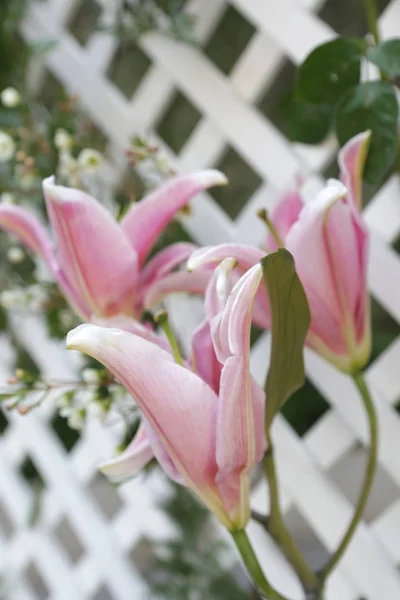 Piękne lilie bukiet w ogrodzie — Zdjęcie stockowe