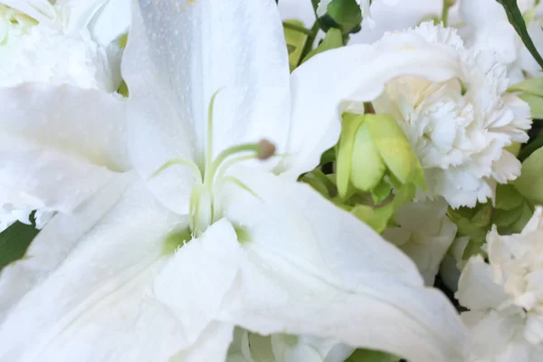 White lily in close up — Stock Photo, Image