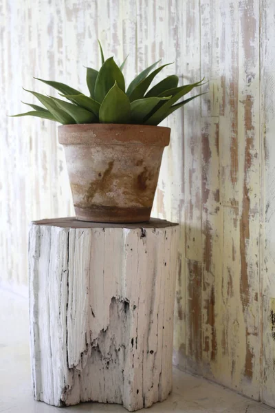 Decoração vaso de flores em fundo de madeira branco — Fotografia de Stock