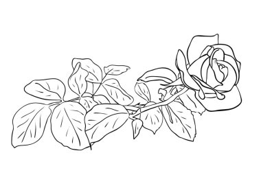 Vektör illüstrasyonu, siyah ve beyaz yapraklı izole gül çiçeği, ana hatlarıyla el çizimi.