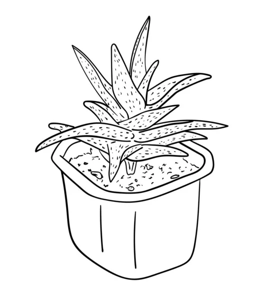 Vektor Illustration Isolierte Dekorative Aloe Pflanze Topf Schwarz Weißen Farben — Stockvektor