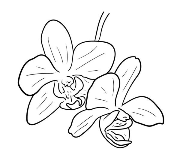 Εικονογράφηση Διάνυσμα Απομονωμένη Ορχιδέα Λουλούδι Μαύρο Και Άσπρο Χρώμα Περίγραμμα — Διανυσματικό Αρχείο
