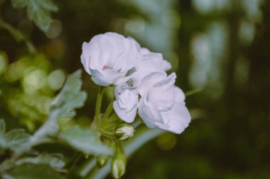 Yeşil yapraklı beyaz çiçek, sanatsal fotoğraf.