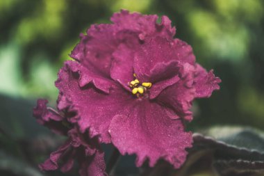 Yeşil yapraklı pembe menekşe çiçeği, sanatsal fotoğraf