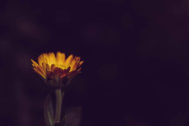 Kahverengi zemin üzerinde turuncu bir takvim çiçeği, sanatsal bir fotoğraf.