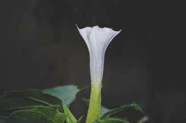 Bulanık bokeh arkaplanda çiçek açan beyaz çiçeğin makro fotoğrafı