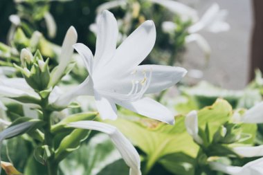 Çiçekli beyaz bir Lilium bahçesinin Macro fotoğrafı.
