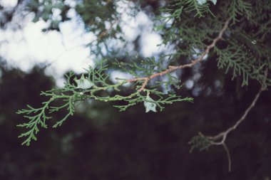 Selvi ağacı dalları gökyüzünde küçük tümseklerle
