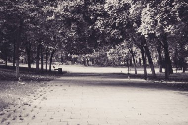 Parkta siyah ve beyaz resim - tek renkli ağaçlar ve yapraklar