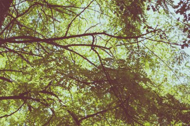 Güzel mavi gökyüzü ve yeşil yapraklar güneşli bir günde