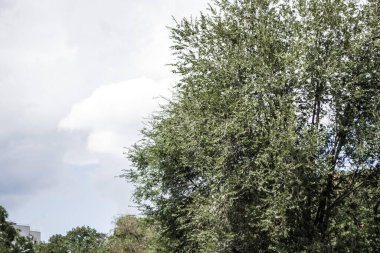 Güzel mavi gökyüzü, az bulutlu ve yeşil yapraklı, güneşli bir günde.