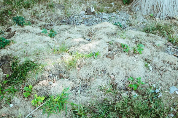 Hierba Seca Verde Suelo — Foto de Stock
