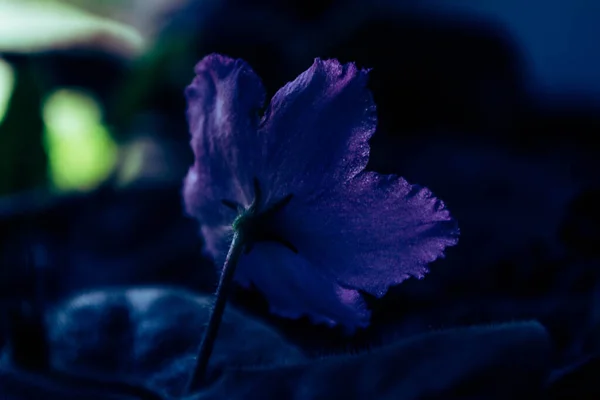 Fiore Viola Blu Con Foglie Foto Artistica — Foto Stock