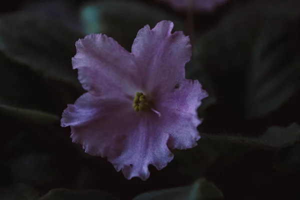 Rosa Violette Blume Mit Grünen Blättern Künstlerisches Foto — Stockfoto