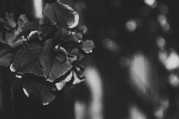 Квітка Чорно Білому Художнє Фото — стокове фото