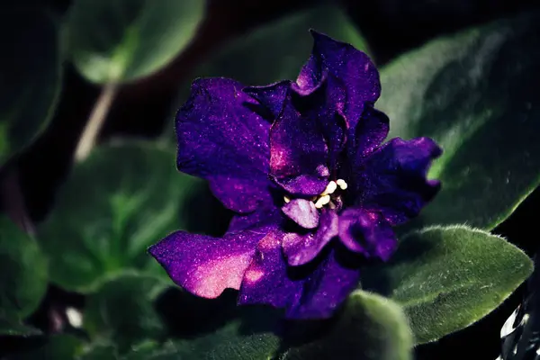 Flor Violeta Púrpura Con Hojas Verdes Foto Artística — Foto de Stock