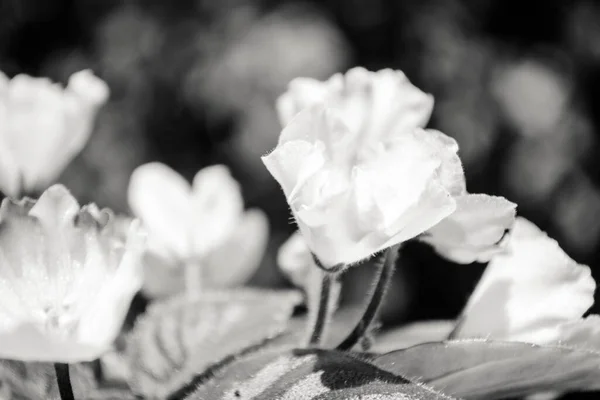 White Violet Flower Leaves Artistic Monochrome Photo — Stock Photo, Image