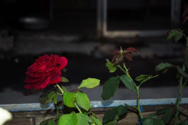 Macro Photo Blooming Red Rose Flower Blurred Bokeh Background — Stock Photo, Image