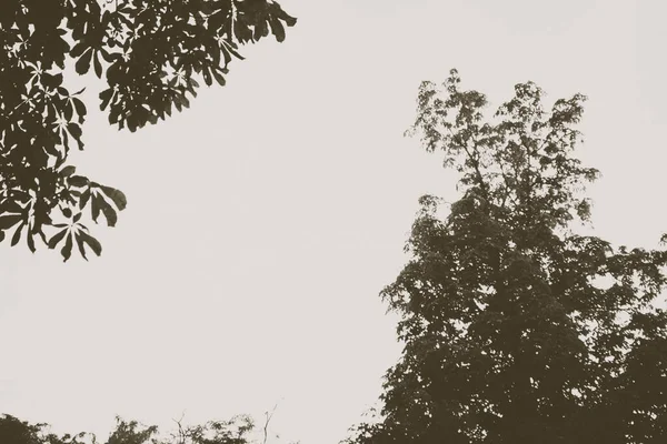 Фото Лиственных Силуэтов Деревьев Неба Облаками — стоковое фото