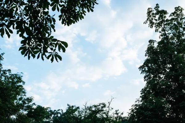 Zdjęcie Liści Sylwetki Drzew Błękitne Niebo Chmurami — Zdjęcie stockowe