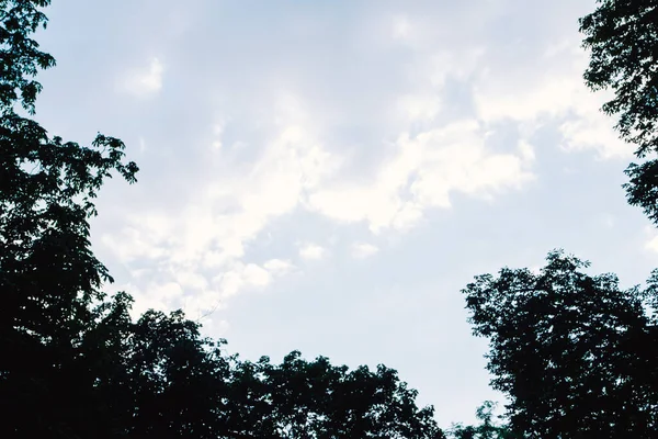 雲と木と青空の葉のシルエット写真 — ストック写真