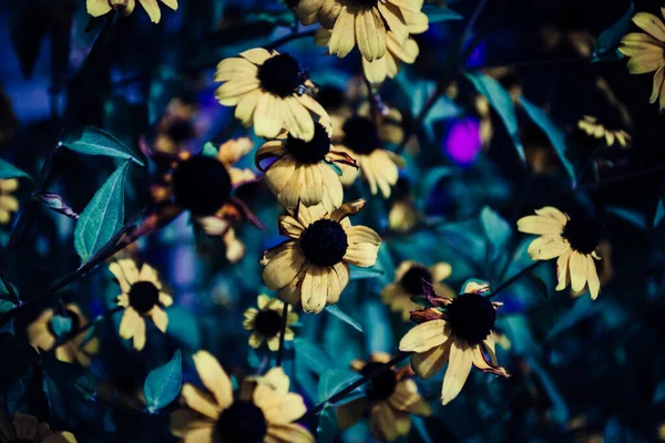 Foto Arte Uma Planta Jardim Rudbeckia Hirta Amarela Com Flores — Fotografia de Stock