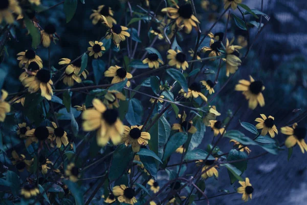 Foto Arte Uma Planta Jardim Rudbeckia Hirta Amarela Com Flores — Fotografia de Stock