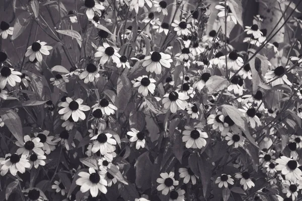 Foto Arte Uma Planta Jardim Rudbeckia Hirta Com Flores Flor — Fotografia de Stock