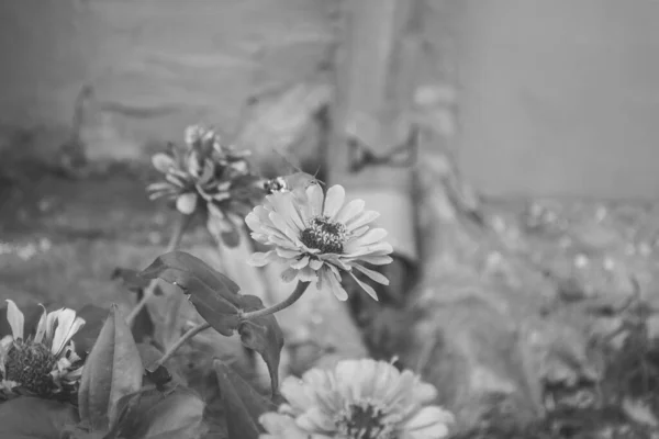 花を咲かせ 白と黒のモノクロームで蛾を飛んでいる一般的なジニアの庭の植物のマクロ写真 — ストック写真