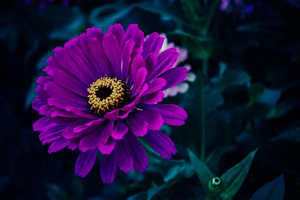 Makro Fotografie Jasně Růžové Obecný Zinnia Zahradní Rostlina Květinami Květu — Stock fotografie