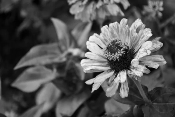黒と白の単色で咲く花を持つ一般的なジニアの庭の植物のマクロ写真 — ストック写真