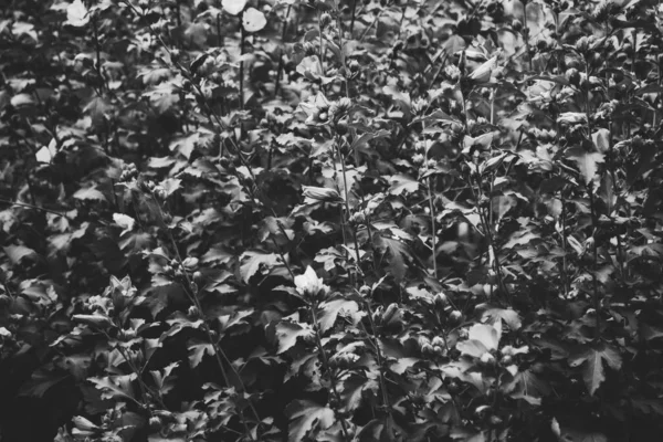 Fotografie Zahradní Rostliny Hibiscus Rozkvetlými Květy Černobílých Monochromatických Barvách — Stock fotografie