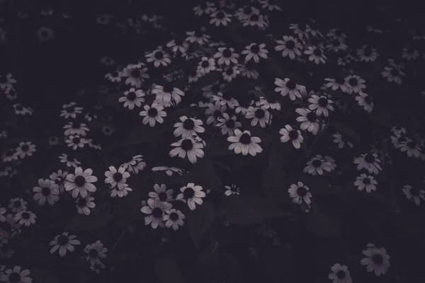 Καλλιτεχνική Φωτογραφία Ενός Φυτού Κήπου Rudbeckia Hirta Ανθισμένα Λουλούδια — Φωτογραφία Αρχείου