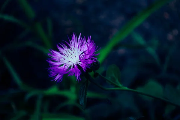 Macro Foto Una Pianta Giardino Fiordaliso Viola Brillante Con Fiore — Foto Stock