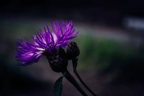 Makro Zdjęcie Jasnofioletowej Rośliny Ogrodzie Kwiatem Kwiecie — Zdjęcie stockowe
