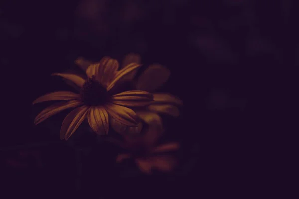 Sarı papatya papatyası Rudbeckia nitida bitki bahçesi çiçekli.