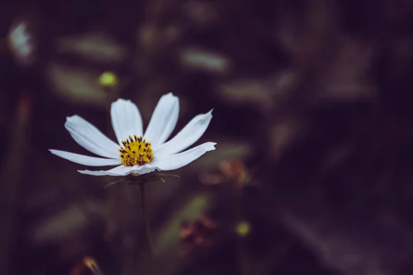 Macro Foto Uma Planta Jardim Cosmos Com Flor Branca Flor — Fotografia de Stock