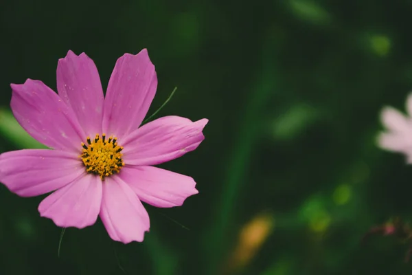 Macro Foto Uma Planta Jardim Cosmos Com Flor Rosa Flor — Fotografia de Stock