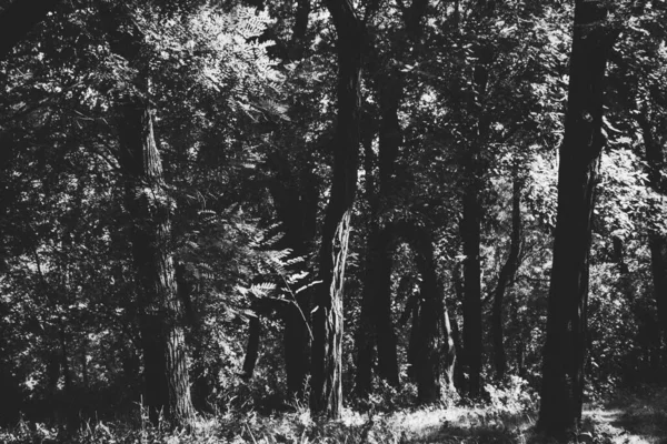 Czarno Białe Zdjęcie Sztuki Parku Drzewa Liście Kolorach Monochromatycznych — Zdjęcie stockowe
