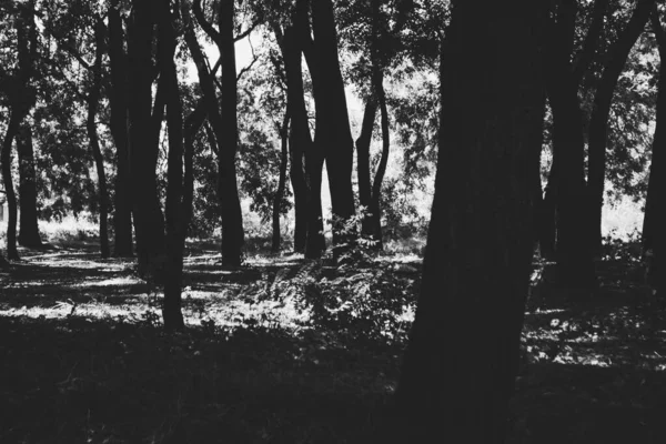 Černobílá Umělecká Fotografie Parku Stromy Listy Monochromatických Barvách — Stock fotografie