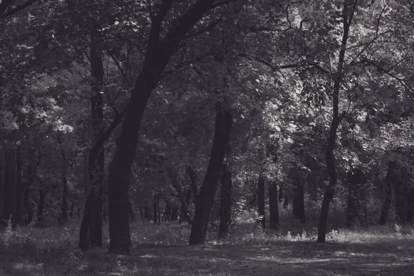 Czarno Białe Zdjęcie Sztuki Parku Drzewa Liście Kolorach Monochromatycznych — Zdjęcie stockowe