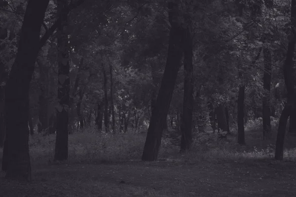 Foto Arte Blanco Negro Parque Árboles Follaje Colores Monocromáticos — Foto de Stock