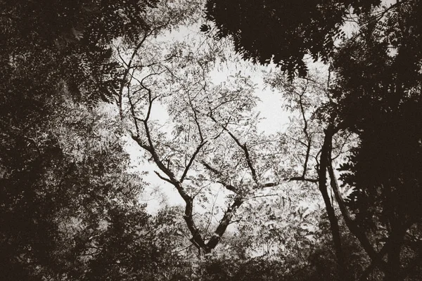 Foto Arte Preto Branco Parque Árvores Folhagem Cores Monocromáticas — Fotografia de Stock