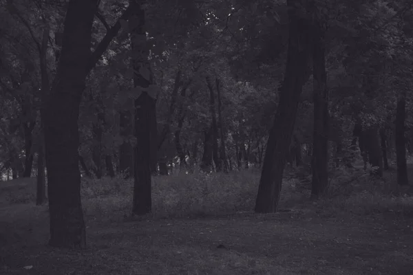 Czarno Białe Zdjęcie Sztuki Parku Drzewa Liście Kolorach Monochromatycznych — Zdjęcie stockowe