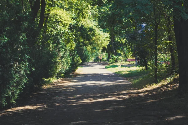 Paisagem Parque Troncos Árvores Folhagem Foco Suave — Fotografia de Stock