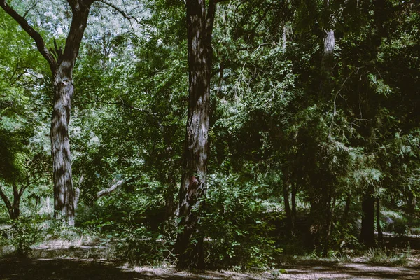 Krajina Parku Kmeny Stromů Listoví Měkké Zaměření — Stock fotografie